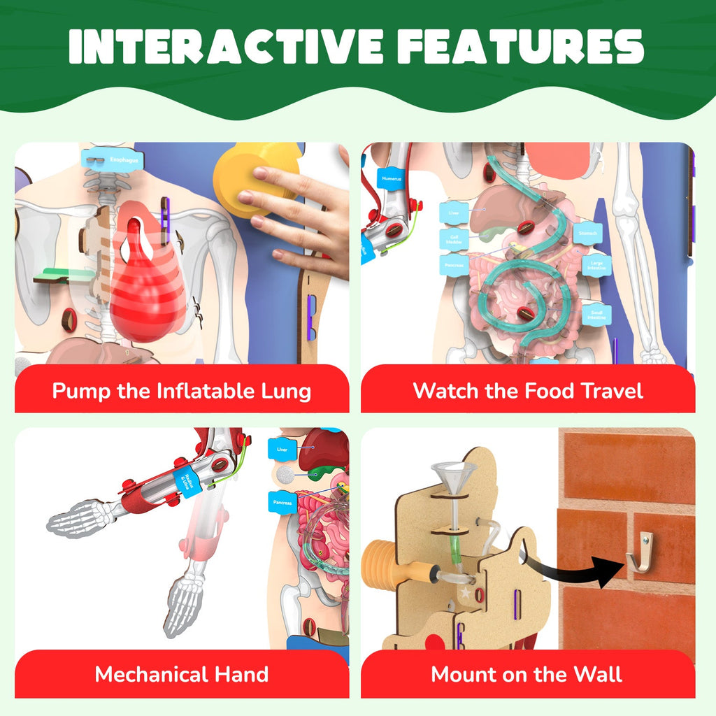 Smartivity Interactive Human Body – DIY Model – product image 4