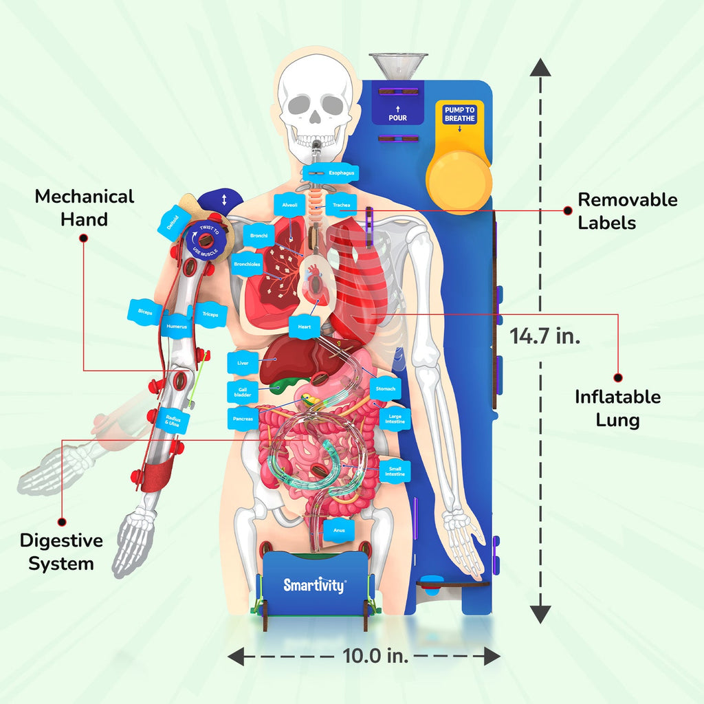 Smartivity Interactive Human Body – DIY Model – product image 5