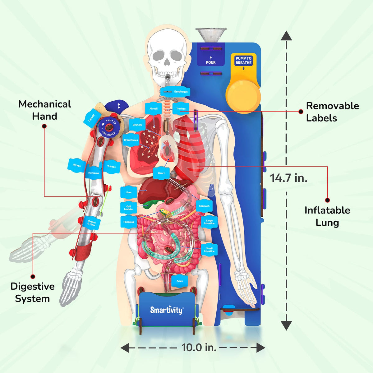 Smartivity Interactive Human Body – DIY Model – product image 5